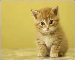 Vrai ou faux : les chatons boivent de l'eau  la naissance.