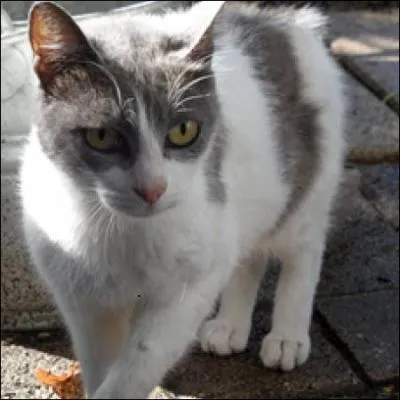 Vrai ou faux : les chattes sont plus ples que les chats.