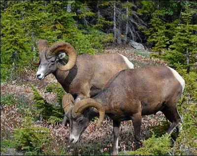 Magnifique animal de la famille des bovids dont les cornes en spirale peuvent varier de 6  13 kilogrammes selon son ge.