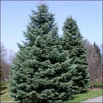 Quel arbre prsente un port  forme conique ?