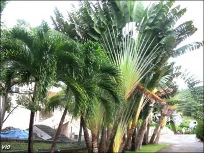 Que dire du ravanella, l'arbre du voyageur ?