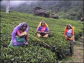 Sachant que la Chine produit environ 30% du thé dans le monde, quelle est la production du Sri Lanka en % ?