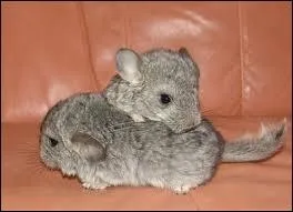 Cet animal de compagnie, le chinchilla domestique, est issu d'une espce sauvage devenue rare car quasiment dcime pour sa fourrure au dbut du 20e sicle. D'o est-il originaire ?