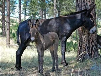 Elle est connue, mais je ne rsiste pas au plaisir de vous la servir : 20-100-1000-l'ne- dans un pr et-120- dans l'autre, combien y a-t-il de pattes et d'oreilles ?