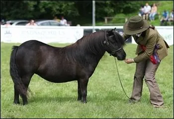 Il a dit(d'un ton moqueur ? ) : On a vu assez souvent des chevaux et des cavaliers parfaitement d'accord : c'taient assez souvent des chevaux de bois !