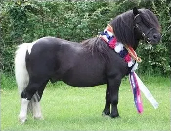 Tout comme le chat, le cheval possde des vibrisses !