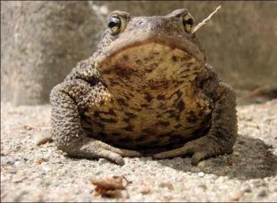 Cet animal reprsente :