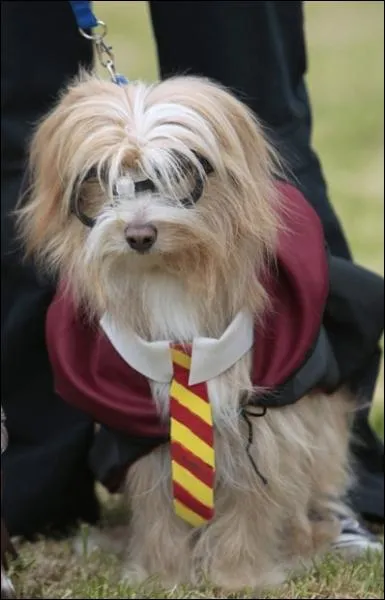 Une impression de dj vu ? Ce chien me rappelle un peu :