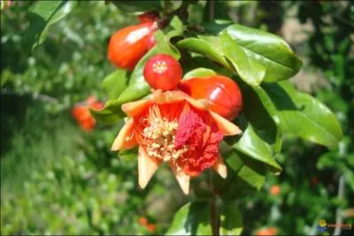 - du plus éclatant orangé rouge, (... ) (... ) d'un (... ).