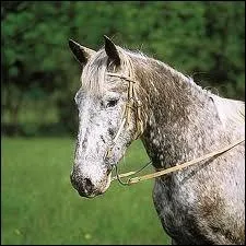 Quel est ce type de muserolle ?