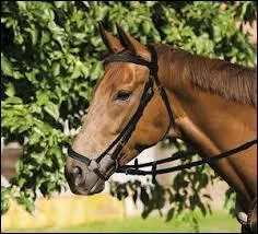 Quel est ce type de muserolle ?