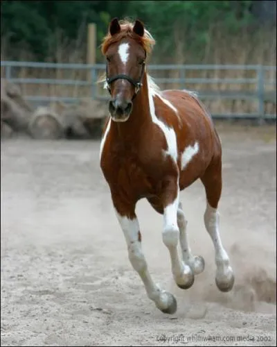 De quel race est ce cheval?