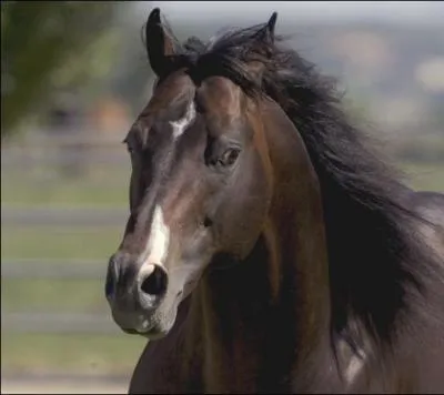 Quel est la race de ce cheval?