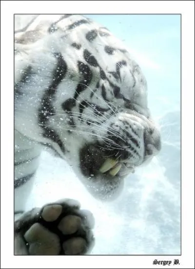 Rallongez-lui les crocs, et vous le retrouverez dans ce film où le jeune chasseur D'leh le sauve de la mort !