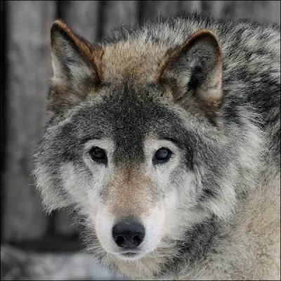 Les loups attaquent ses rennes, alors Serguëi les traque impitoyablement, jusqu'au jour où ... il rencontre une louve et ses louveteaux ! !