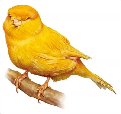 Il n'en finit pas de jouer à chat... perché !