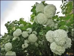 Que sont ces fleurs ?