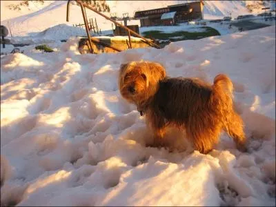 Quel est ce chien qui a l'air d'apprcier la neige ?