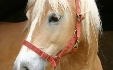 Quiz Galop 1