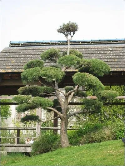 Quel est le nom de ce type de taille ?