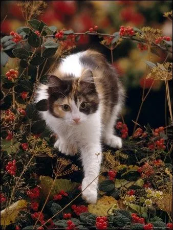 Quelle expression conviendra  celui-ci ?