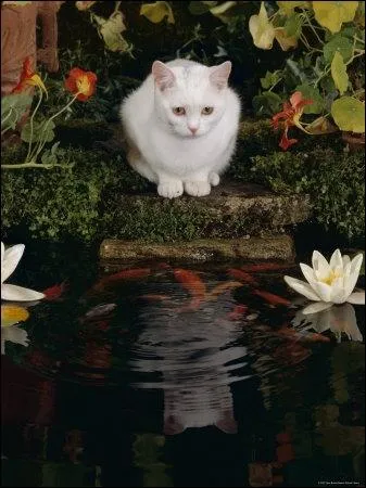 Chat se mirant dans l'eau. Il a repris pour son compte le mythe de :
