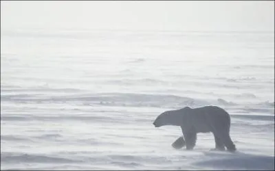Quel drapeau l'explorateur Peary a-t-il plant� au p�le Nord ?