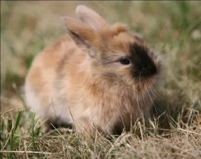 Combien dure la p�riode de gestation chez le lapin ?