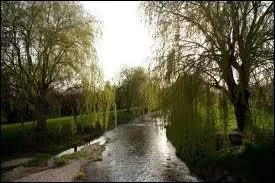 La Che est un affluent ...