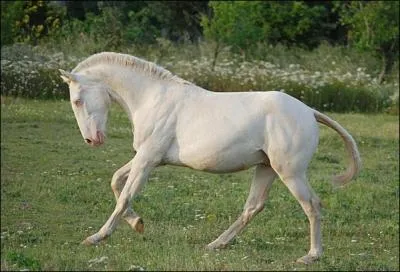 Quelle est la robe de ce cheval ?