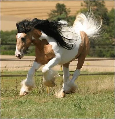 Quelle est la robe de ce cheval ?