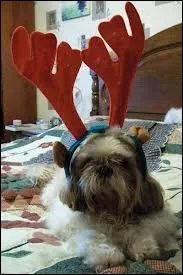 Le dguisement prfr de Cline Dion pour son mari Ren ...