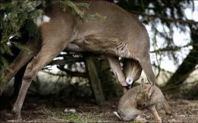 Il est quivalent au coup de grce !