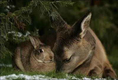 Dans  Bambi  de Walt Disney, comment s'appelle le lapin ?