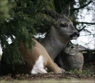 D'un naturel plutt craintif, le courage ne semble pas tre votre qualit premire, au moindre bruit ...