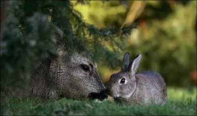 De ces trois phrases, laquelle vous semble convenir au lapin ?