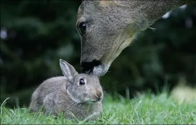 Qui a crit : Jean Lapin allgua la coutume et l'usage ?