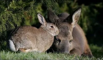 Que peut vous dire un lapin dans un carr de luzerne ?