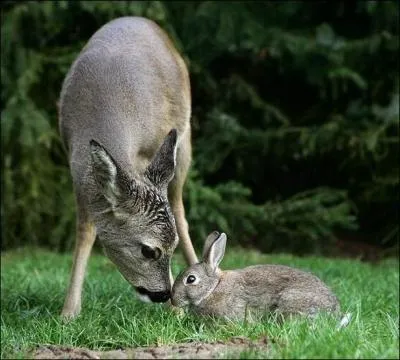 Il a dit : La guerre, c'est comme  la chasse, sauf qu' la guerre les lapins tirent !