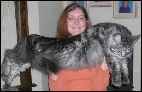 Quel est le poids moyen de la femelle ?