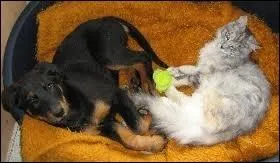 Quel est son surnom ?