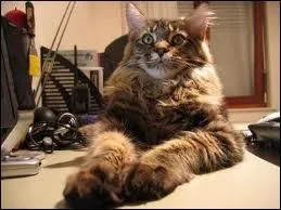 Quelle est sa particularit ?