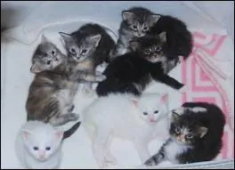 Combien de chatons naissent en moyenne par porte ?