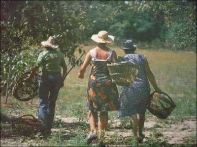La vallée de la Garonne est un immense verger. Ici, le ramassage à la main, dans des paniers d'osier. Bien abrités du soleil par un chapeau de paille que cueillent-ils, aux environs d'Agen ?