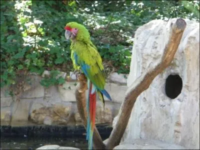 Parc zoologique le plus frquent de France, le zoo de la Palmyre vous permet d'observer :