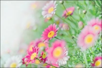 La Canadienne ----- chante "Call me maybe".