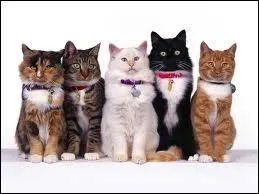 Les chats peuvent-ils être domestiques et sauvages ?