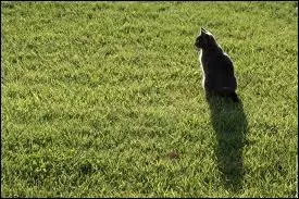 Tous les chats sont-ils indpendants ?