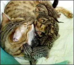 La chatte est-elle agressive et protectrice quand elle a ses petits ? 