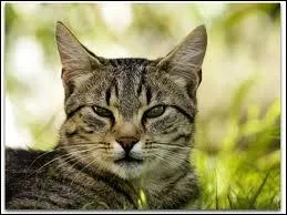  quel ge environ les chats sont-ils adultes ?